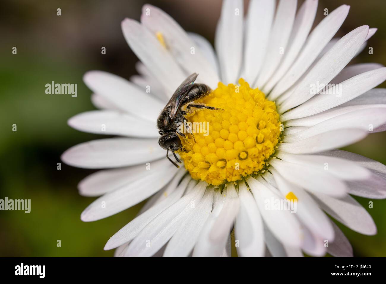 A closeup shot of a bee pollinating a daisy teacher Stock Photo