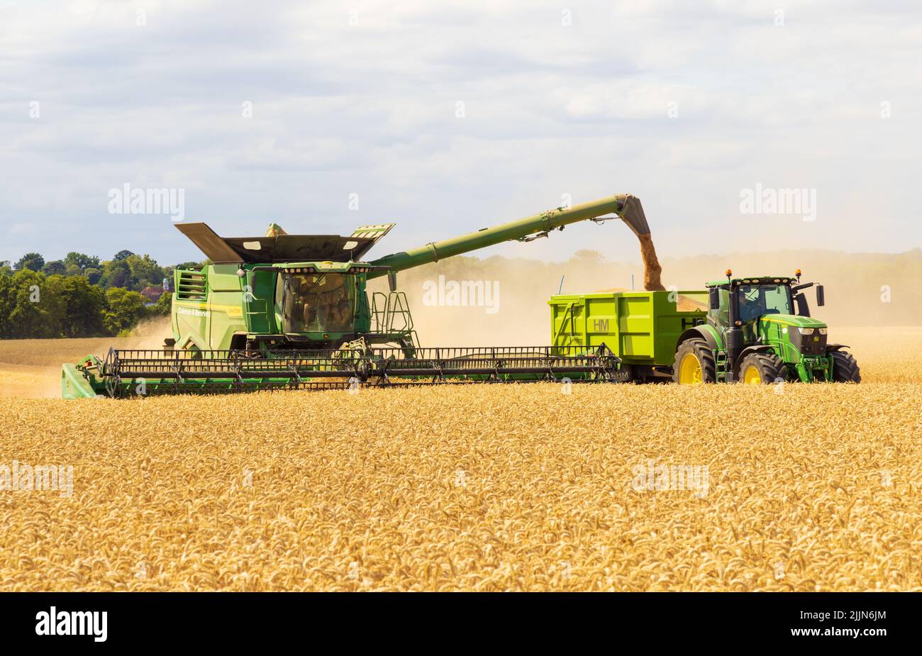 Combine harvester depositing harvested wheat grain into a tractor trailer. UK August 2022 Stock Photo