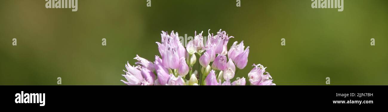 Wild onions hi-res stock photography and images - Alamy