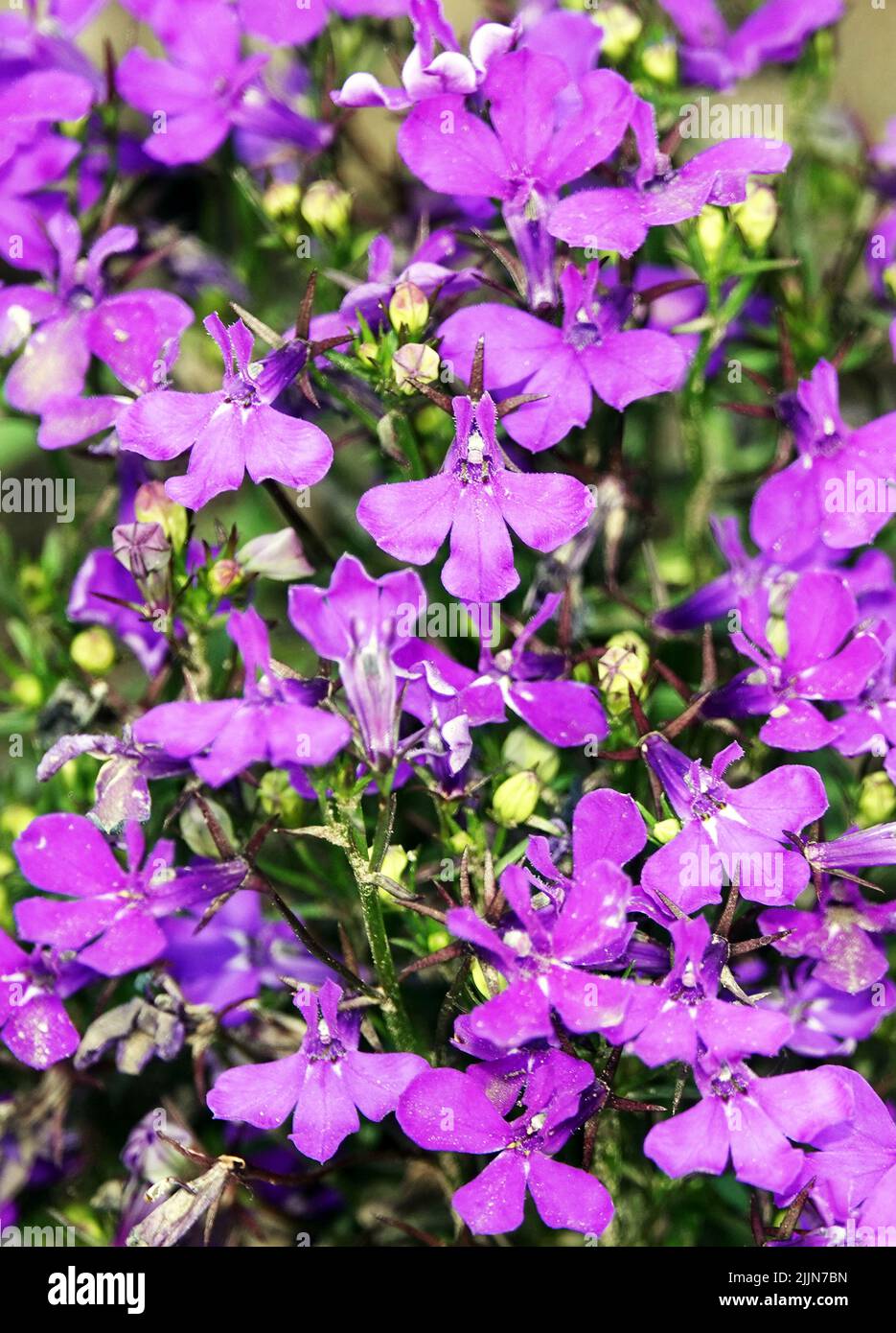 Lobelia erinus flowers closeup in the field Stock Photo