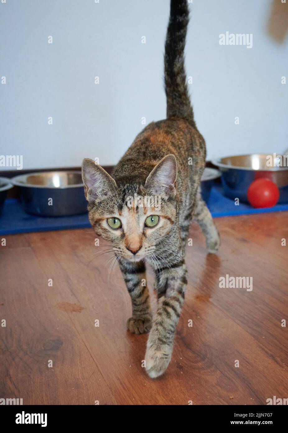 A beautiful shot of a shorthair tabby kitten walking on the wooden floor inside the house Stock Photo