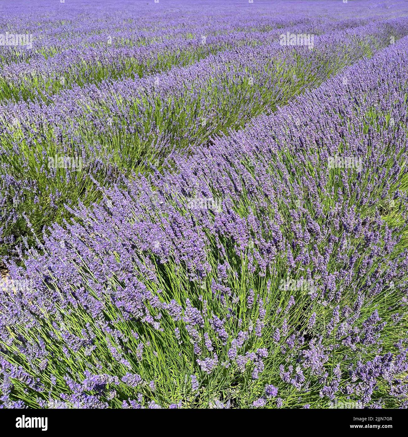 Lavender fields near Bonnieux, Vaucluse, Provence-Alpes-Cote-d'Azur, France Stock Photo