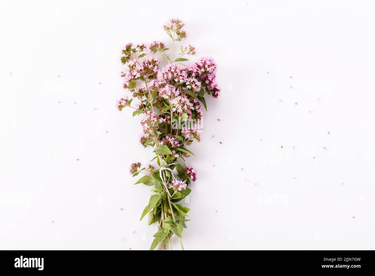 Oregano flowers and leaves bunch on white background . Top view, flat lay. Flowering marjoram creative composition. Stock Photo