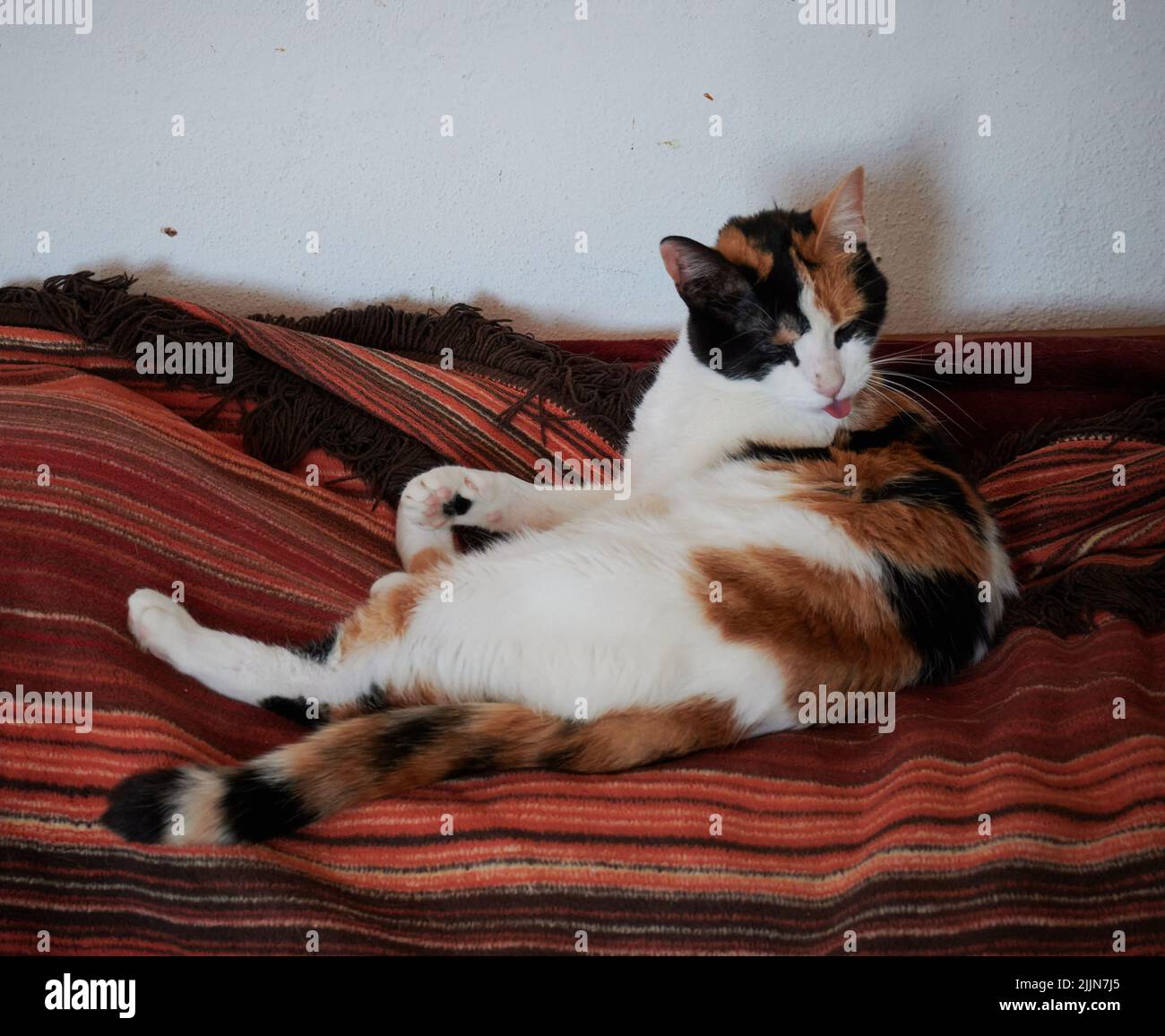 A close-up shot of a beautiful shorthair calico cat laying on carpets cleaning itself with its tongue Stock Photo