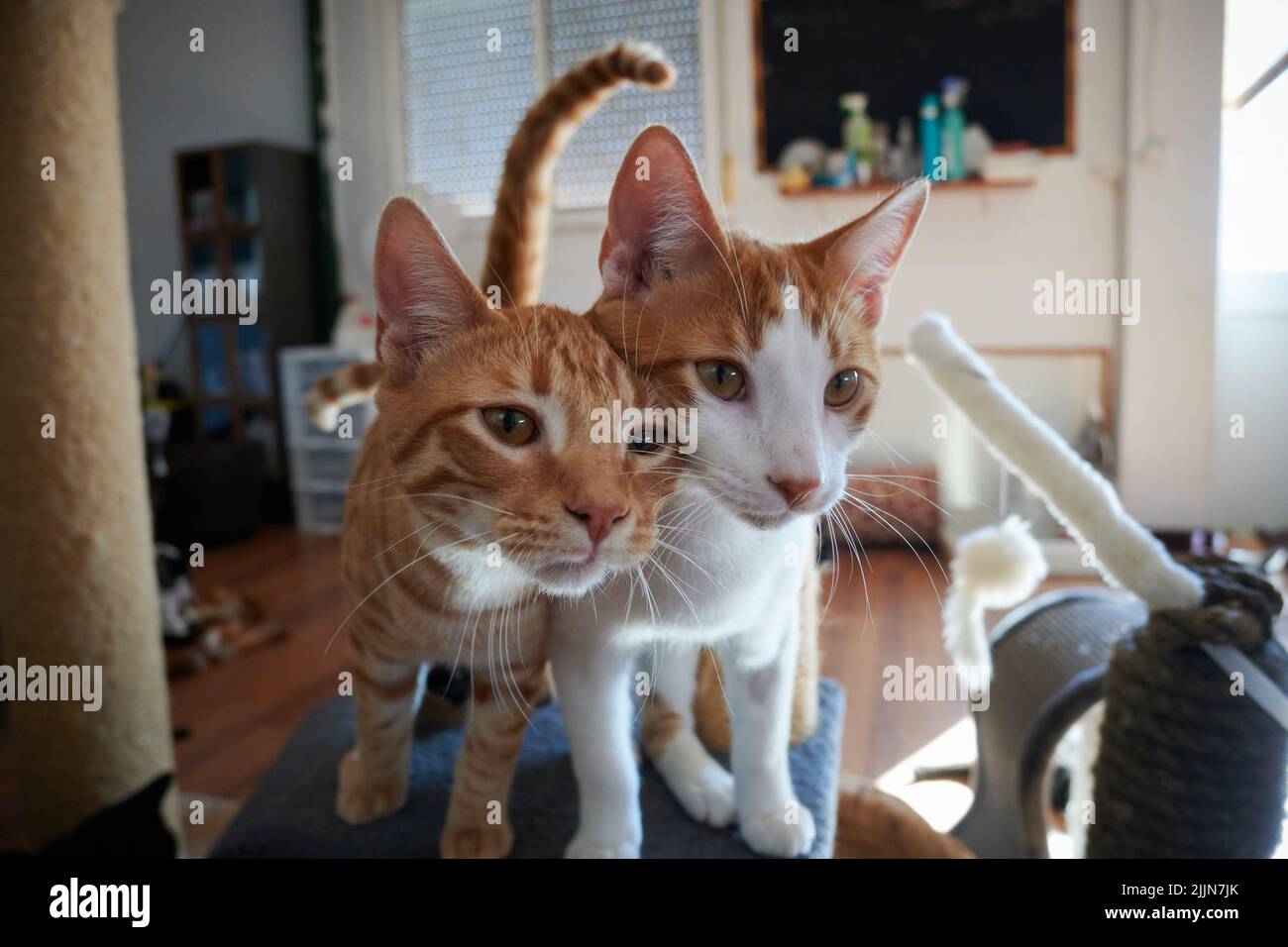 A closeup of two cute cats looking at the camera. Selected focus. Stock Photo