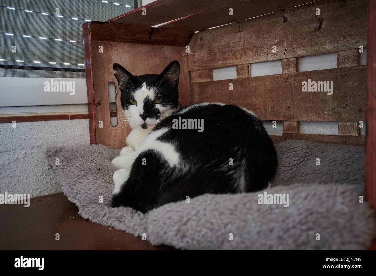 A beautiful shot of a shorthair black and white cat laying on the cat bed inside the house Stock Photo