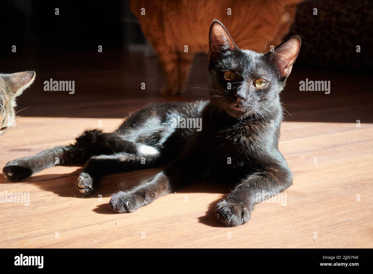 A close-up shot of a shorthair black cat basking while laying on the floor inside the house with another red tabby cat in the blurred background Stock Photo