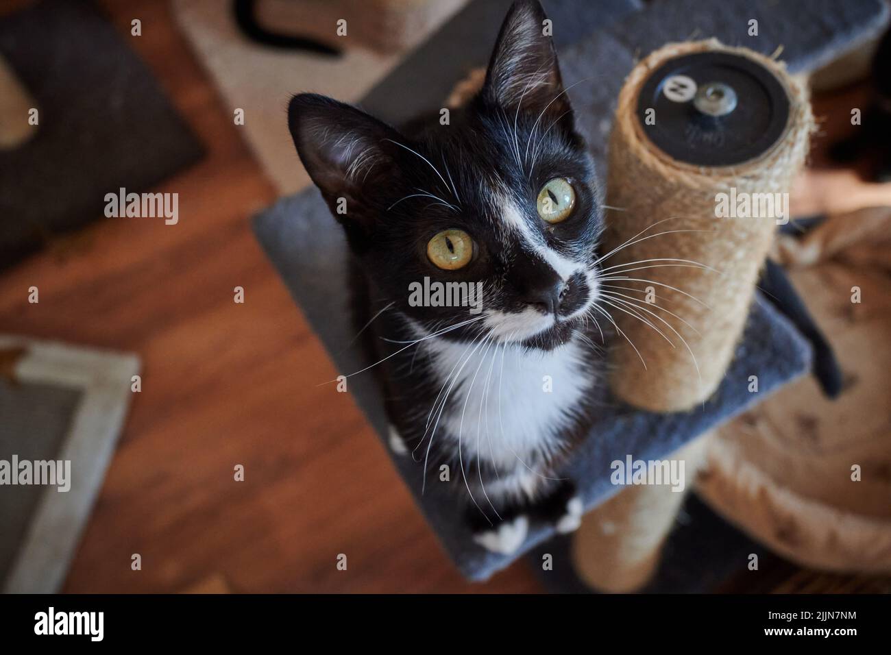 A high angle shot of a black and white cat looking at the camera Stock ...