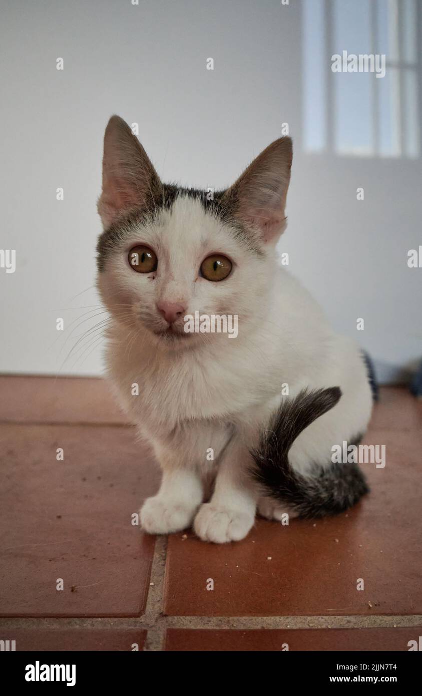 A close-up shot of a shorthair brown and white kitten sitting on the floor inside the house with blurred white background during daytime Stock Photo