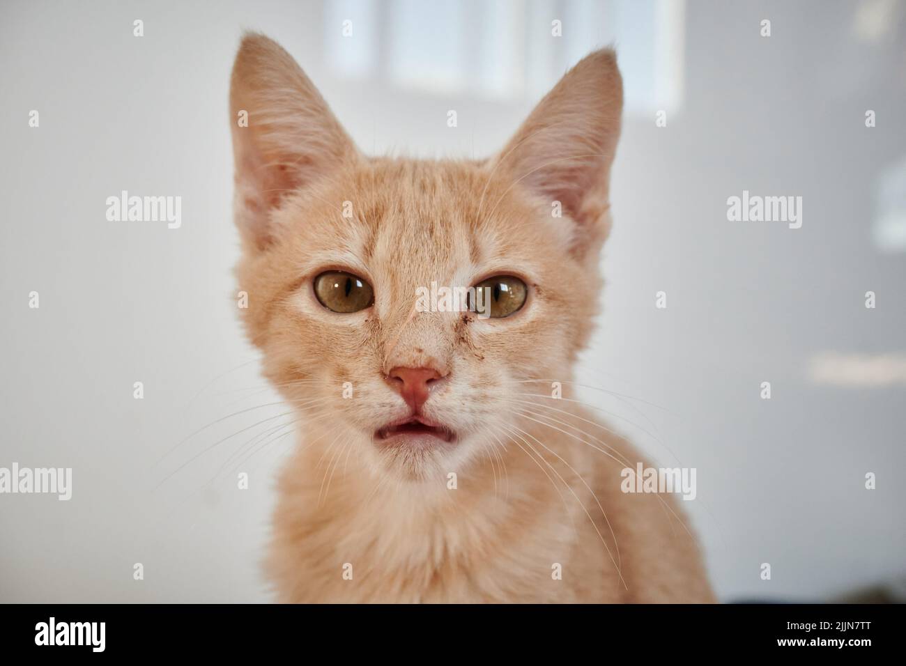 A close-up shot of the face of a red tabby shorthair cat inside the house during daytime with blurred white background Stock Photo