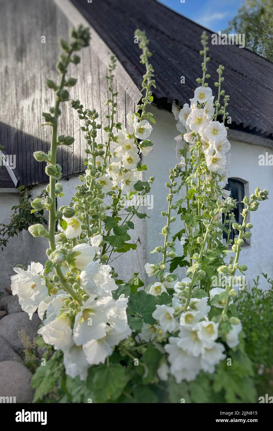 Close-up of white hollyhock flowers growing in front of a house, Samsoe, Jutland, Denmark Stock Photo