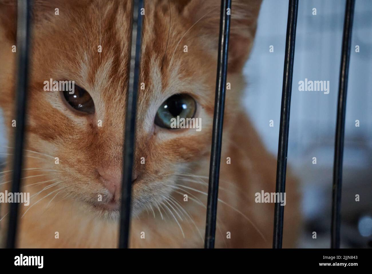 closeup photo of cat with different eye color Stock Photo