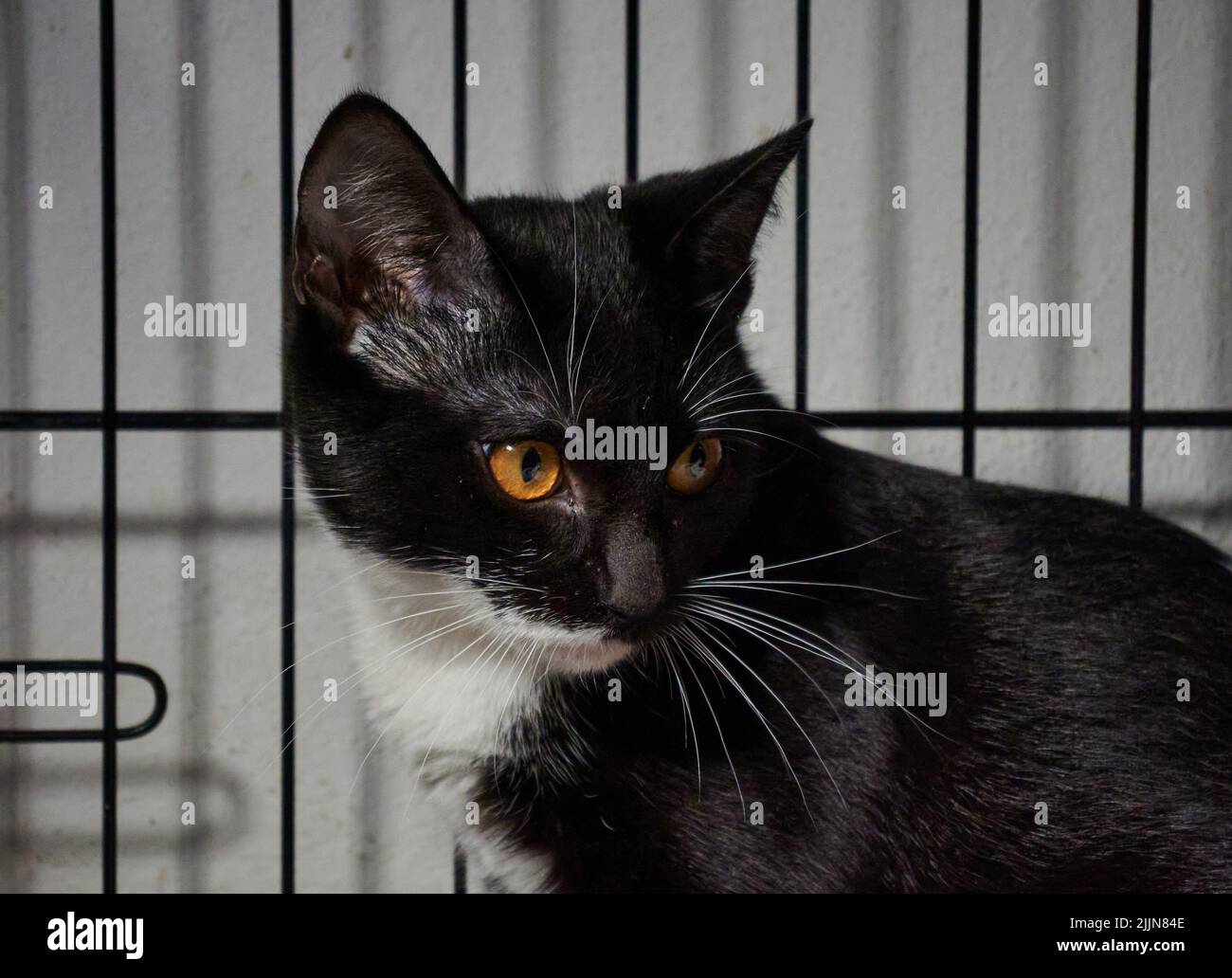 A close-up shot of a beautiful shorthair black and white cat sitting in the cage and looking away Stock Photo