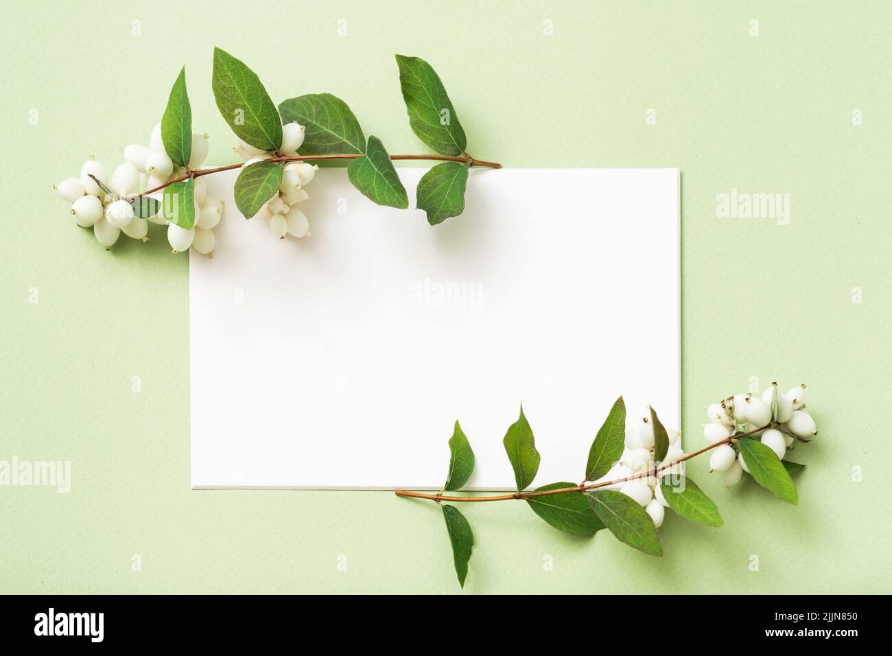 white empty paper holiday greeting mistletoe Stock Photo