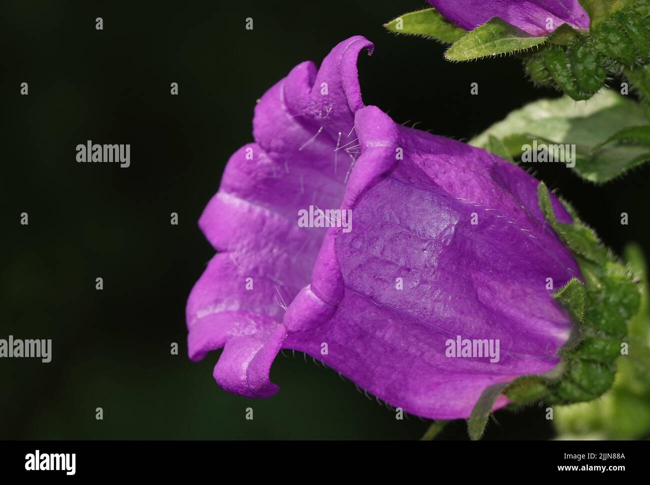 Flowers Bluebells of different types and colors closeup Stock Photo