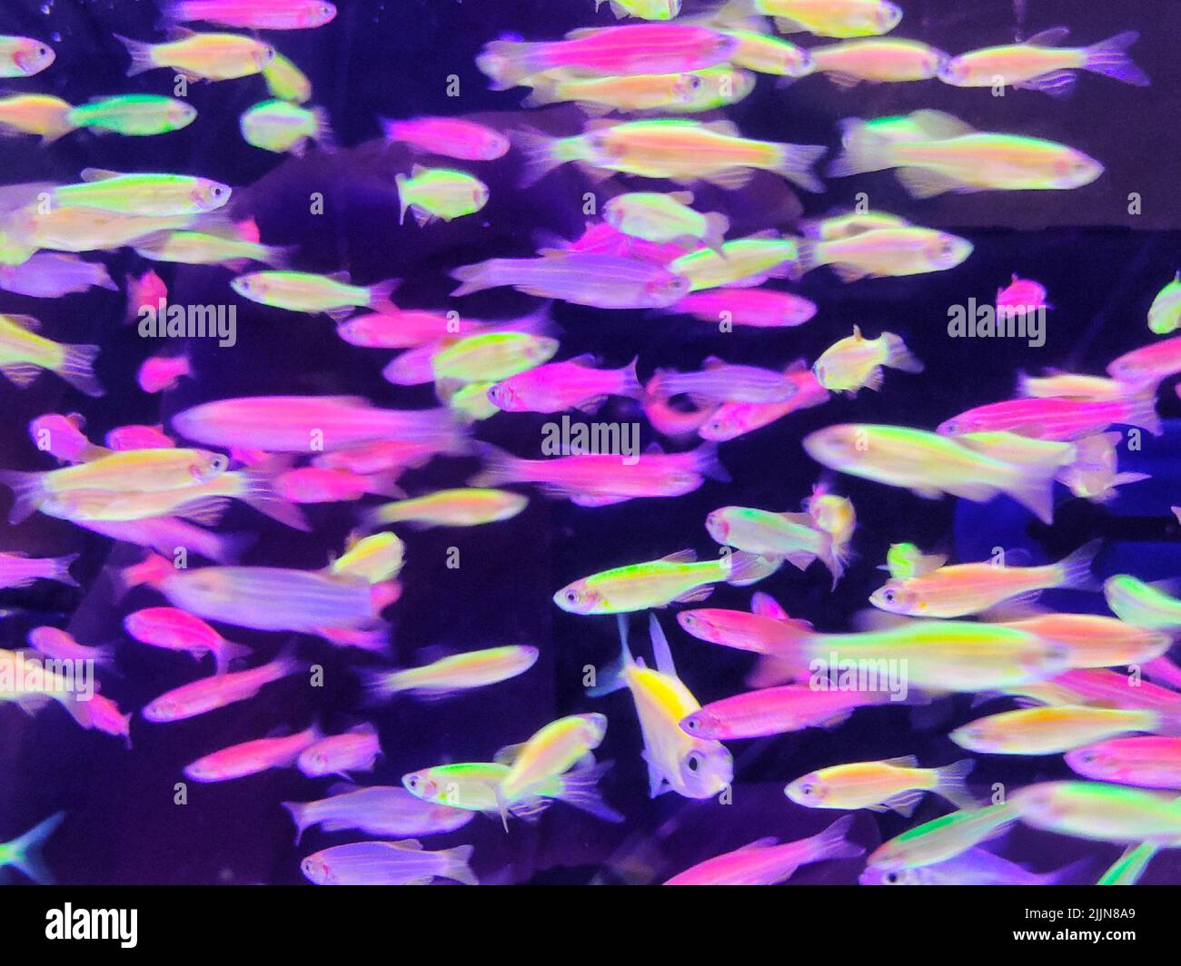 School of colourful fish swimming in an aquarium Stock Photo