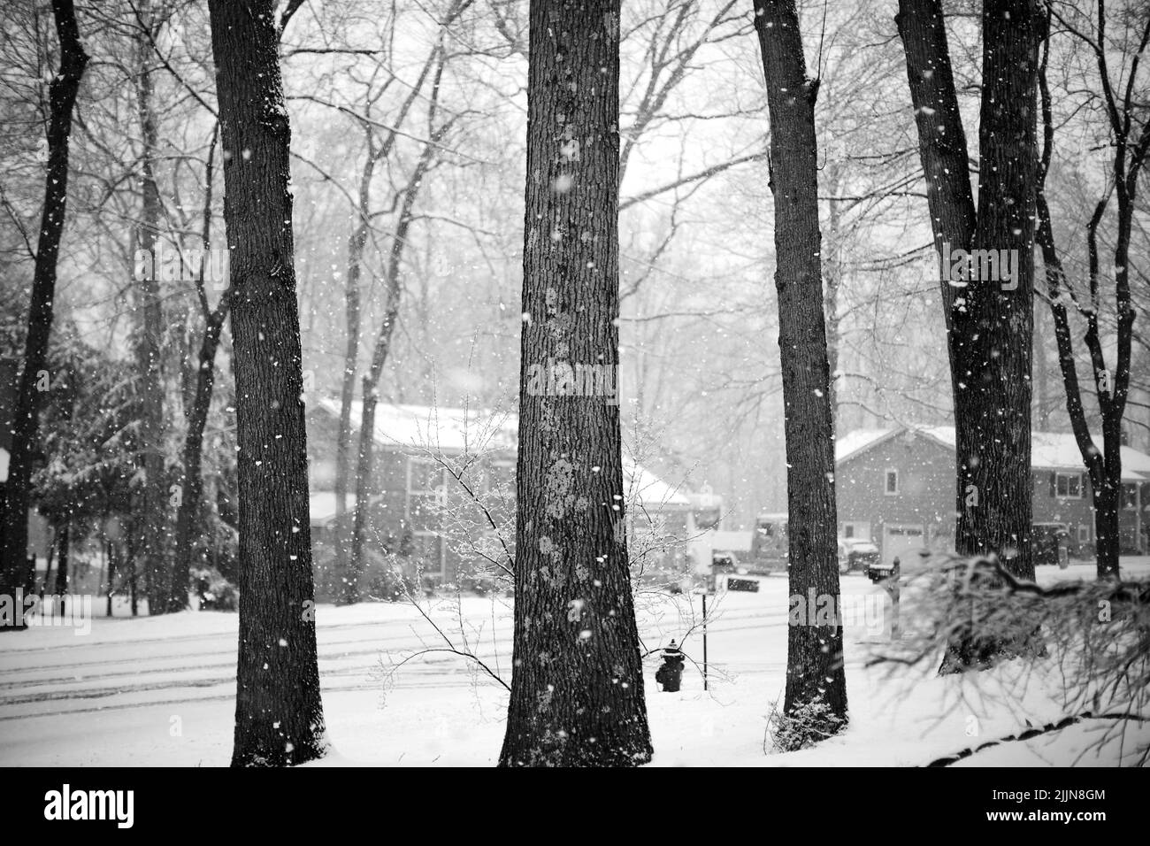A winter landscape of trees in the forest Stock Photo - Alamy