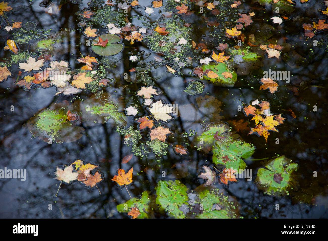 Trees reflected on water hi-res stock photography and images - Alamy