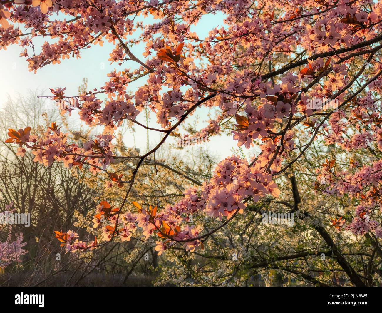 Vibrant cherry blossoms hi-res stock photography and images - Alamy