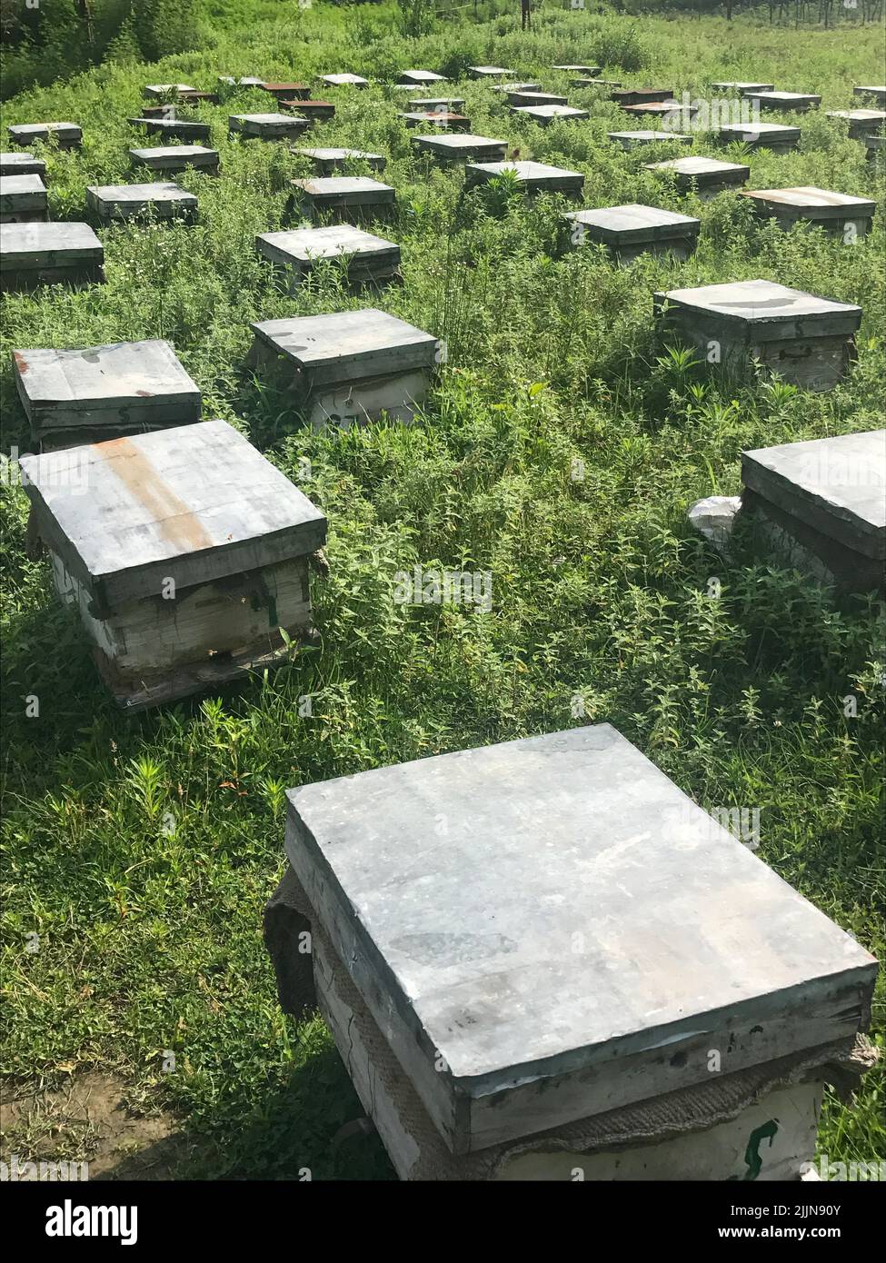Bee hives in the Indian Himalayas, India Stock Photo