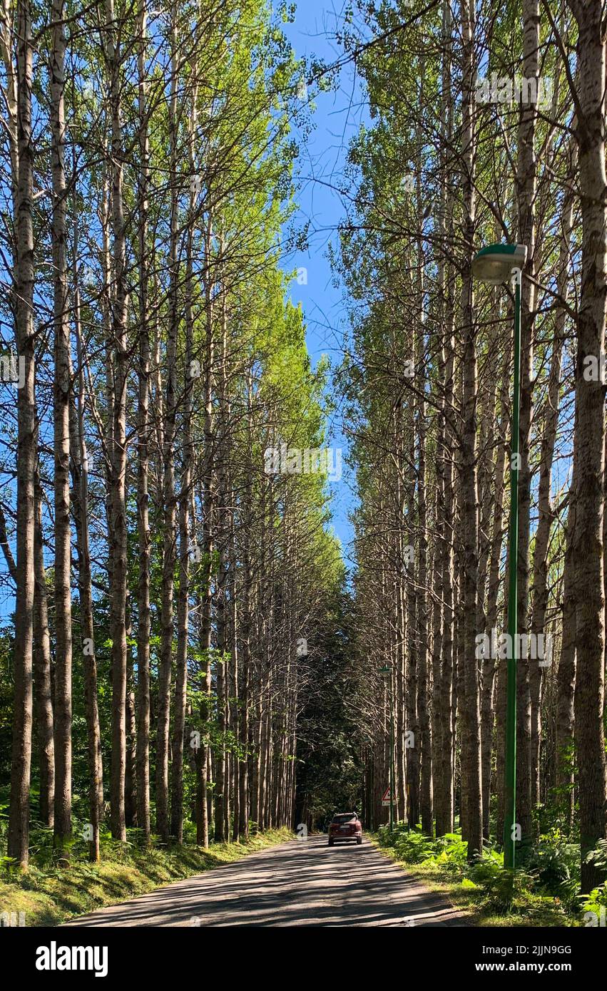 A vertical shot of the countryside road with rows of trees from both sides. Stock Photo