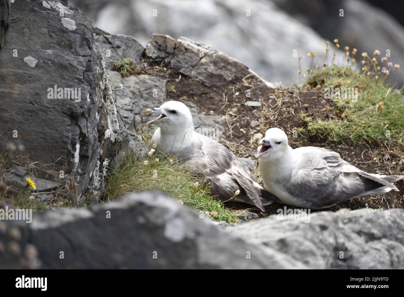 Close-Up Image of Two European Herring Gull Chicks (Larus argentatus) Looking Up from Nest on Sea Cliffs with Beaks Open on a Sunny Day in the UK Stock Photo