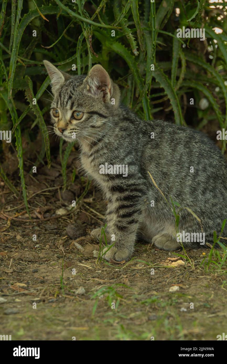 Cat sitting and watching waiting to hunt Stock Photo