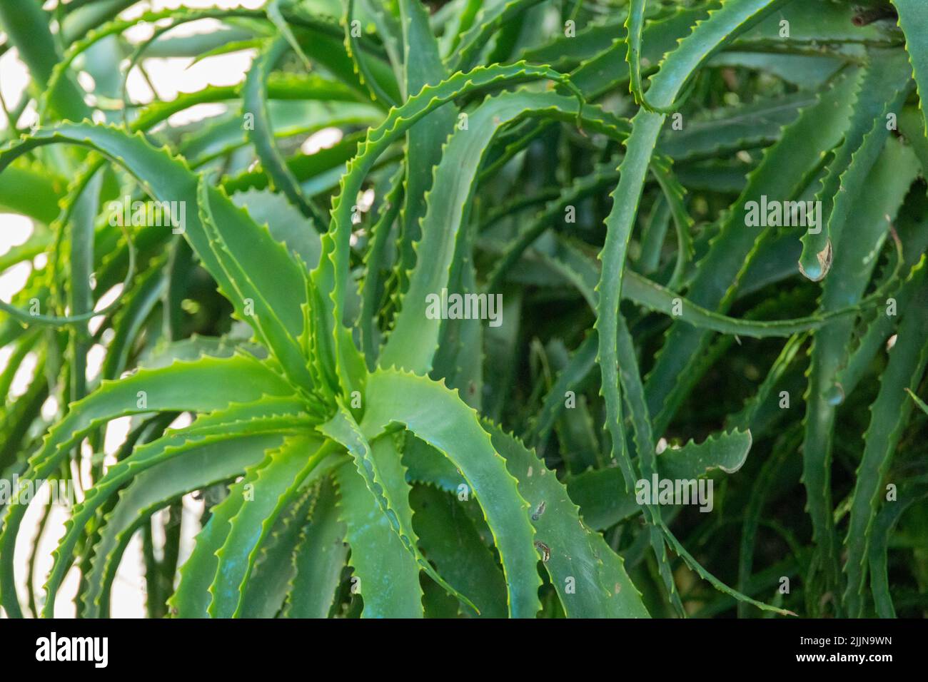 Bitter aloe hi-res stock photography and images - Page 2 - Alamy