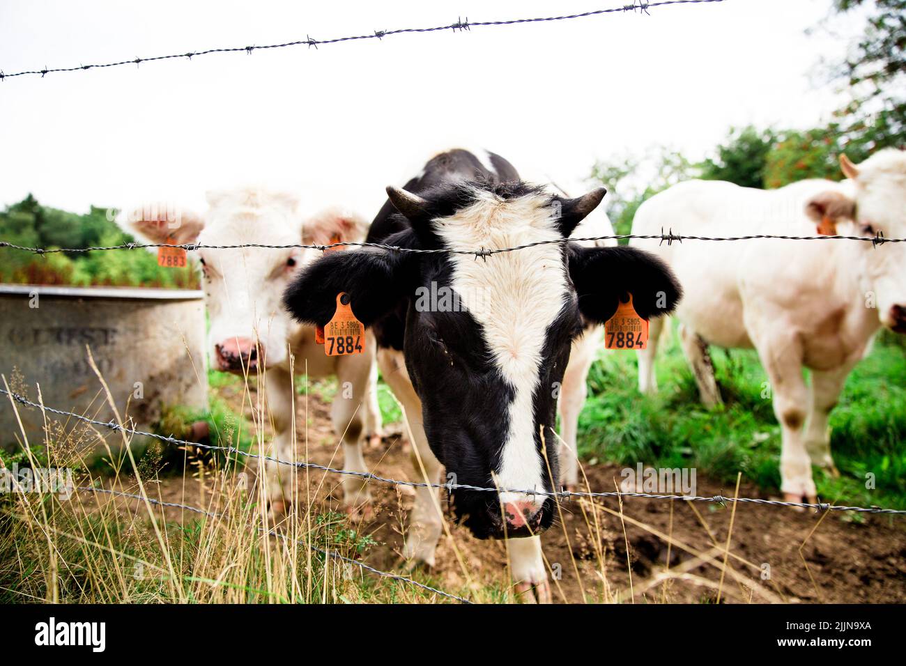 A close-up shot of a dairy cattle in a farm Stock Photo - Alamy