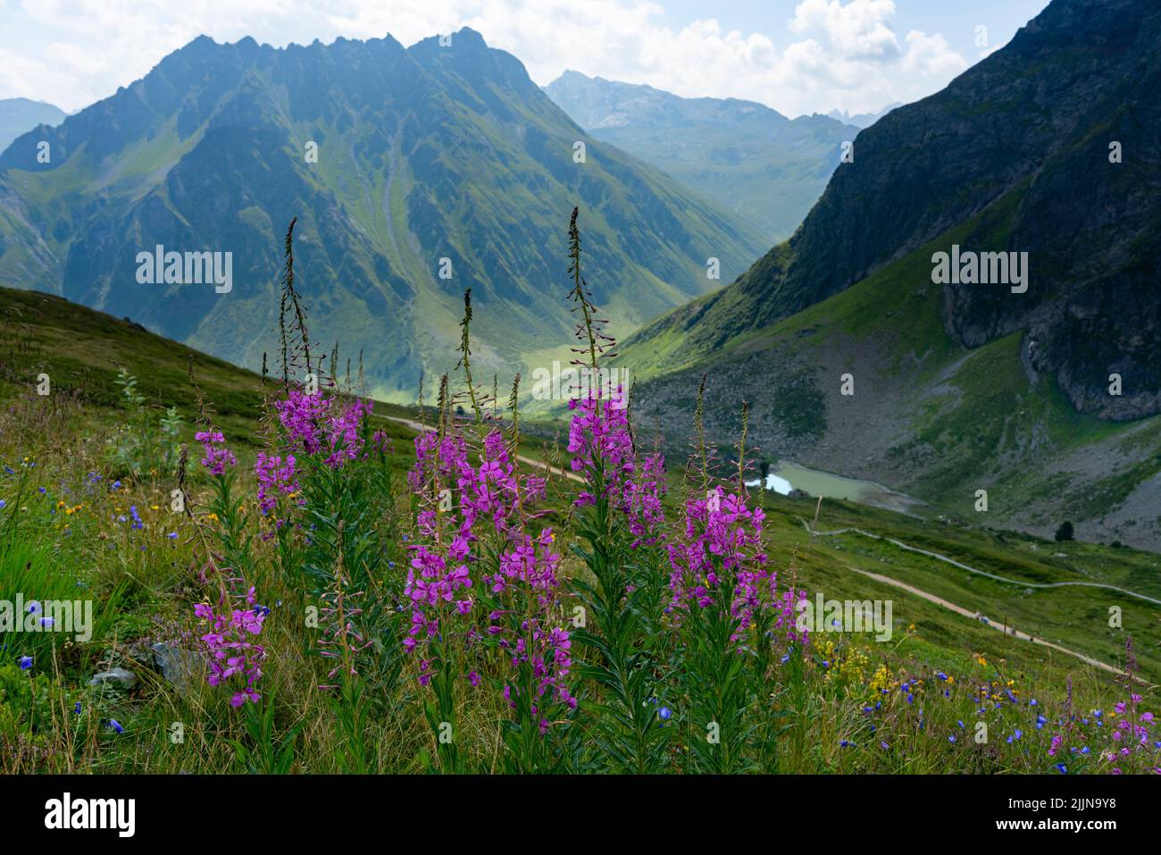 rosa pinke schmalblättrige Weidenröschen auf einer blumenübersäten Bergwiese am Schafberg, Gargellen, Montafon, mit herrlichem Blick über die Berge Stock Photo