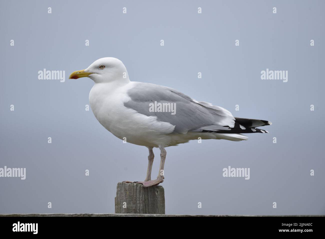 Close-Up Left-Profile Image of a European Herring Gull (Larus argentatus) Perched on Top of a Wooden Stump on a Bright Day on the Isle of Man, UK Stock Photo