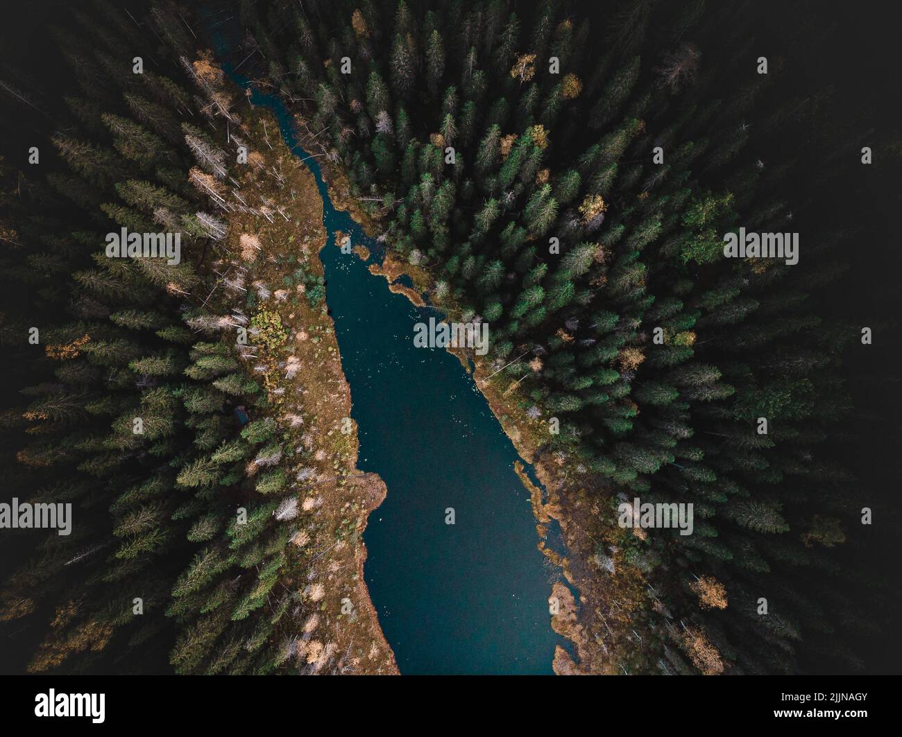 Aerial pine forest hi-res stock photography and images - Alamy