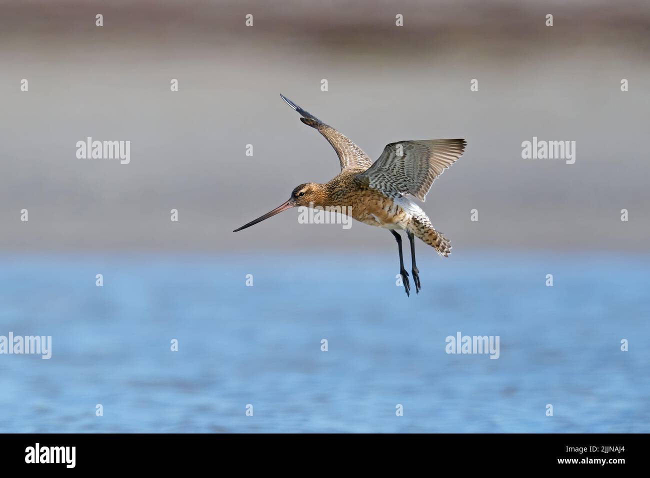 Bar-tailed godwit in flight in its natural enviroment in Denmark Stock Photo