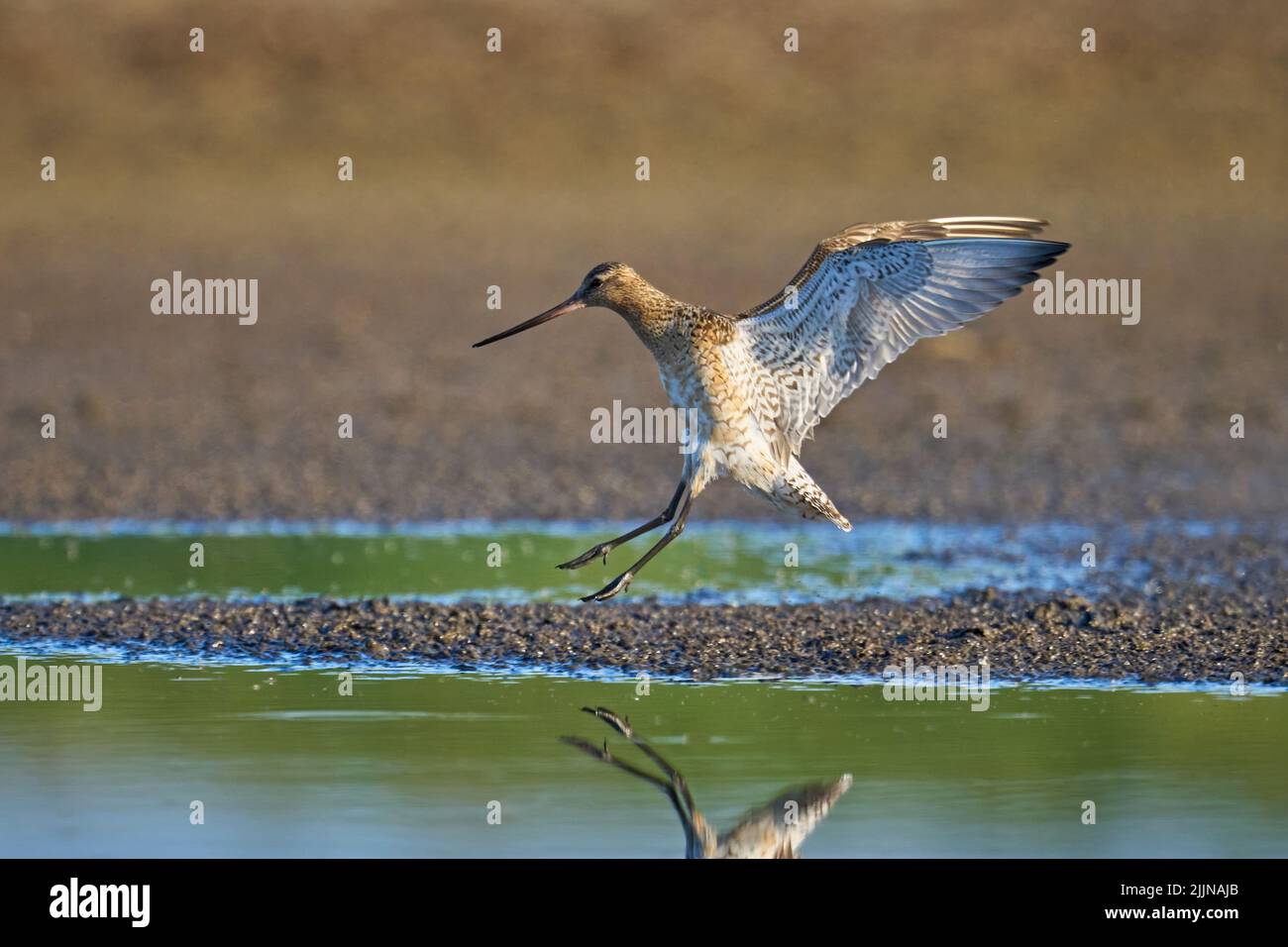 Bar-tailed godwit (Limosa lapponica) in its natural environment Stock Photo