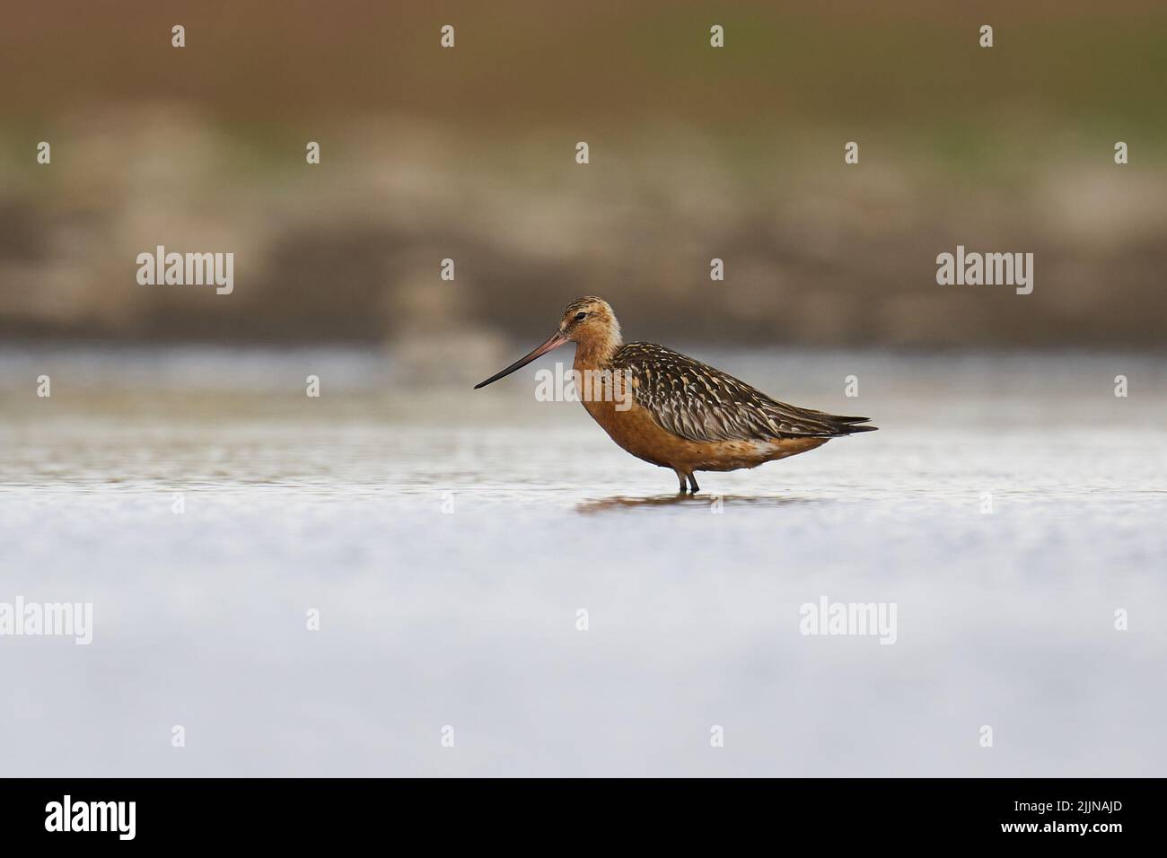 Bar-tailed godwit (Limosa lapponica) in its natural enviroment Stock Photo
