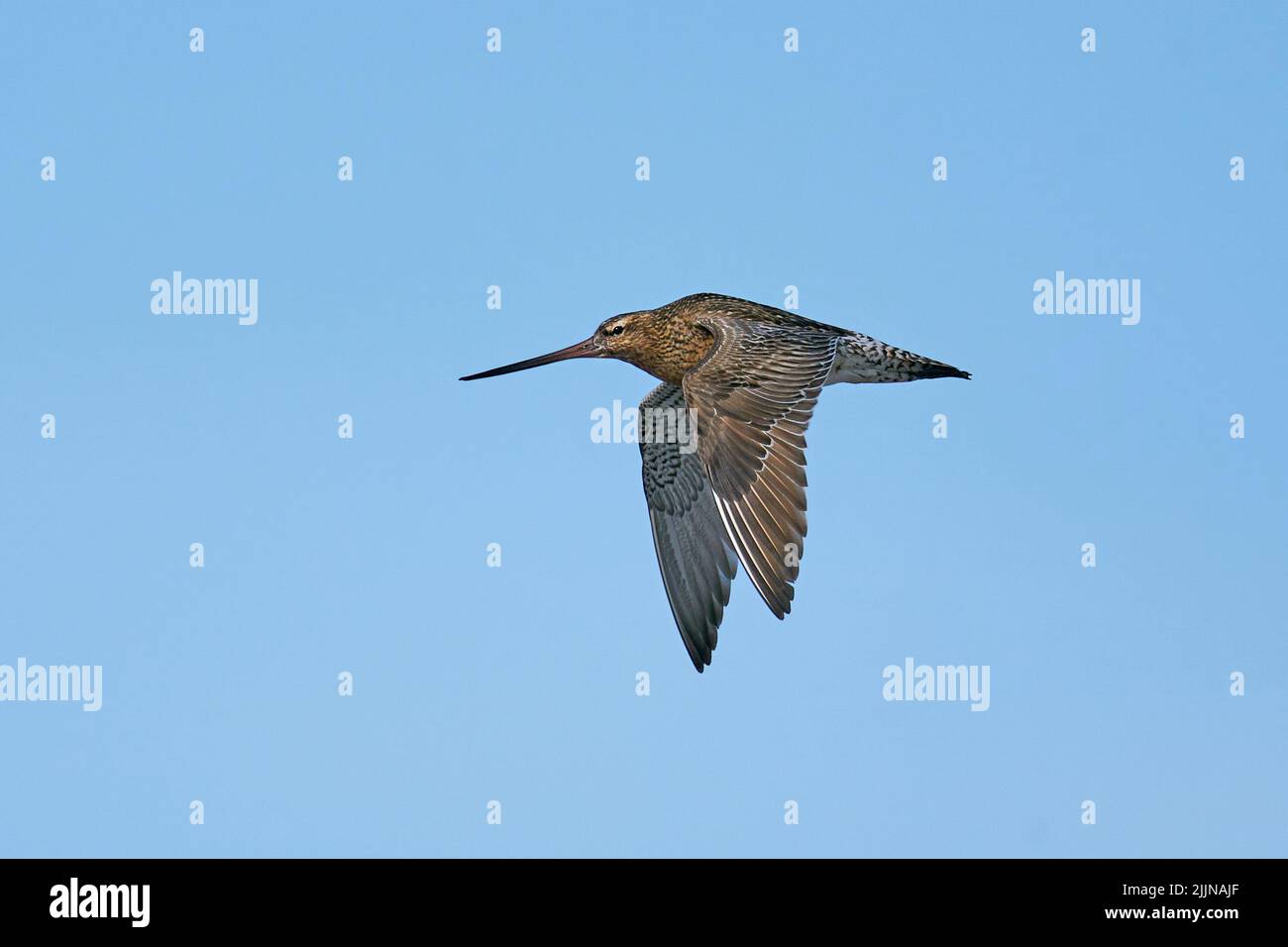 Bar-tailed godwit in flight in its natural enviroment in Denmark Stock Photo