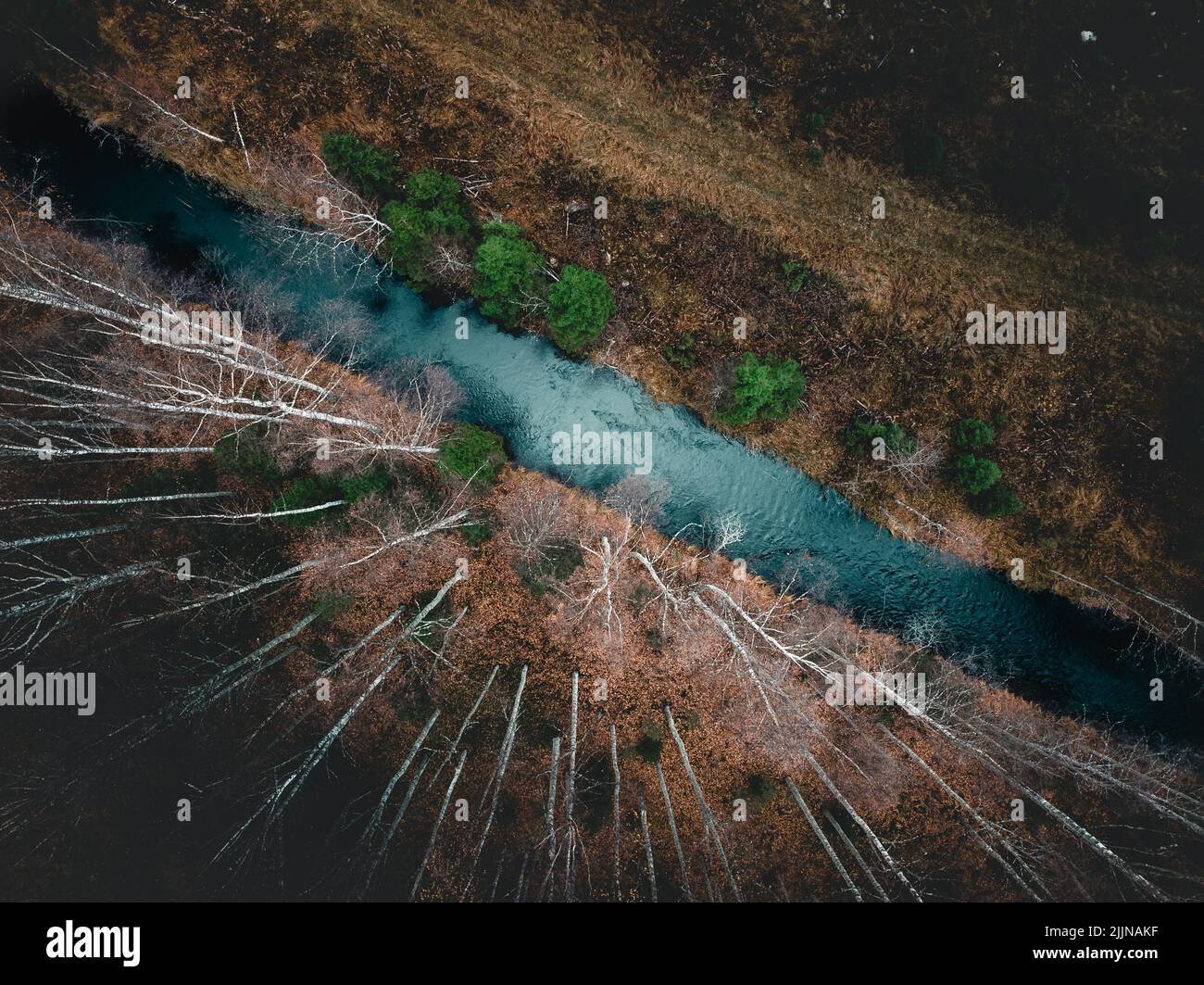 Aerial top view pine trees hi-res stock photography and images - Alamy