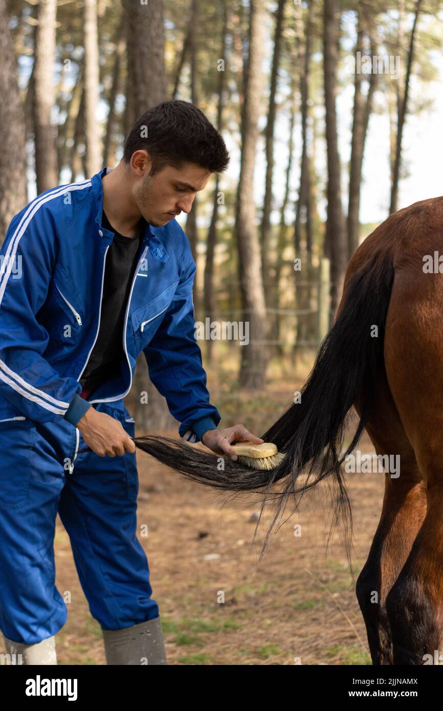 A vertical shot of a young male farmer brushing a horse's tail on farm