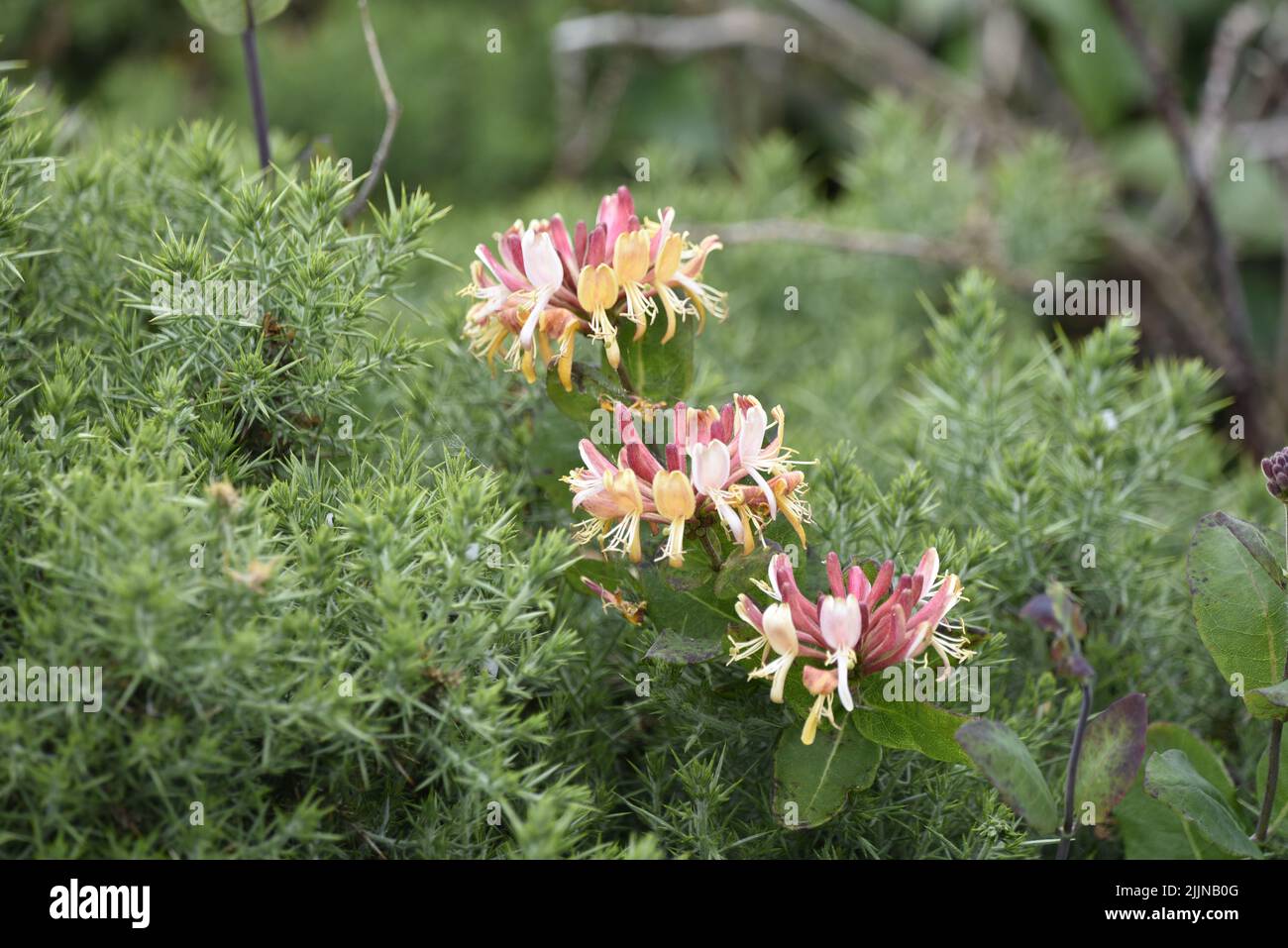 Image of Three Wild Honeysuckle (Lonicera periclymenum) in a Diagonal Row, From Right to Left, Against a Green Foliage Background Take in June, UK Stock Photo