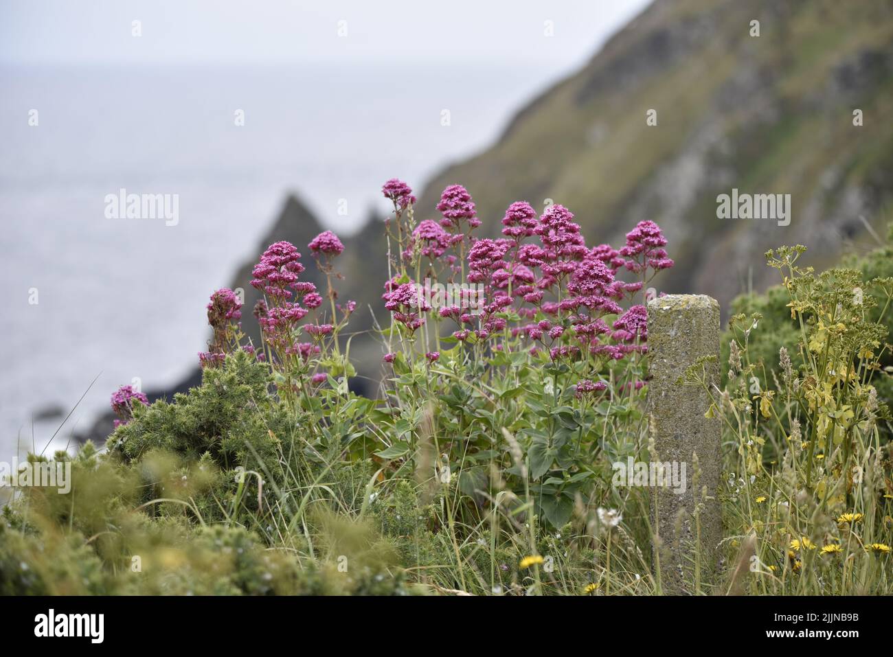Wild Pink Valerian Flowers (Valeriana officinalis), Middle Foreground of Image, Against a Sea and Cliffs Background Taken on the Isle of Man, UK Stock Photo