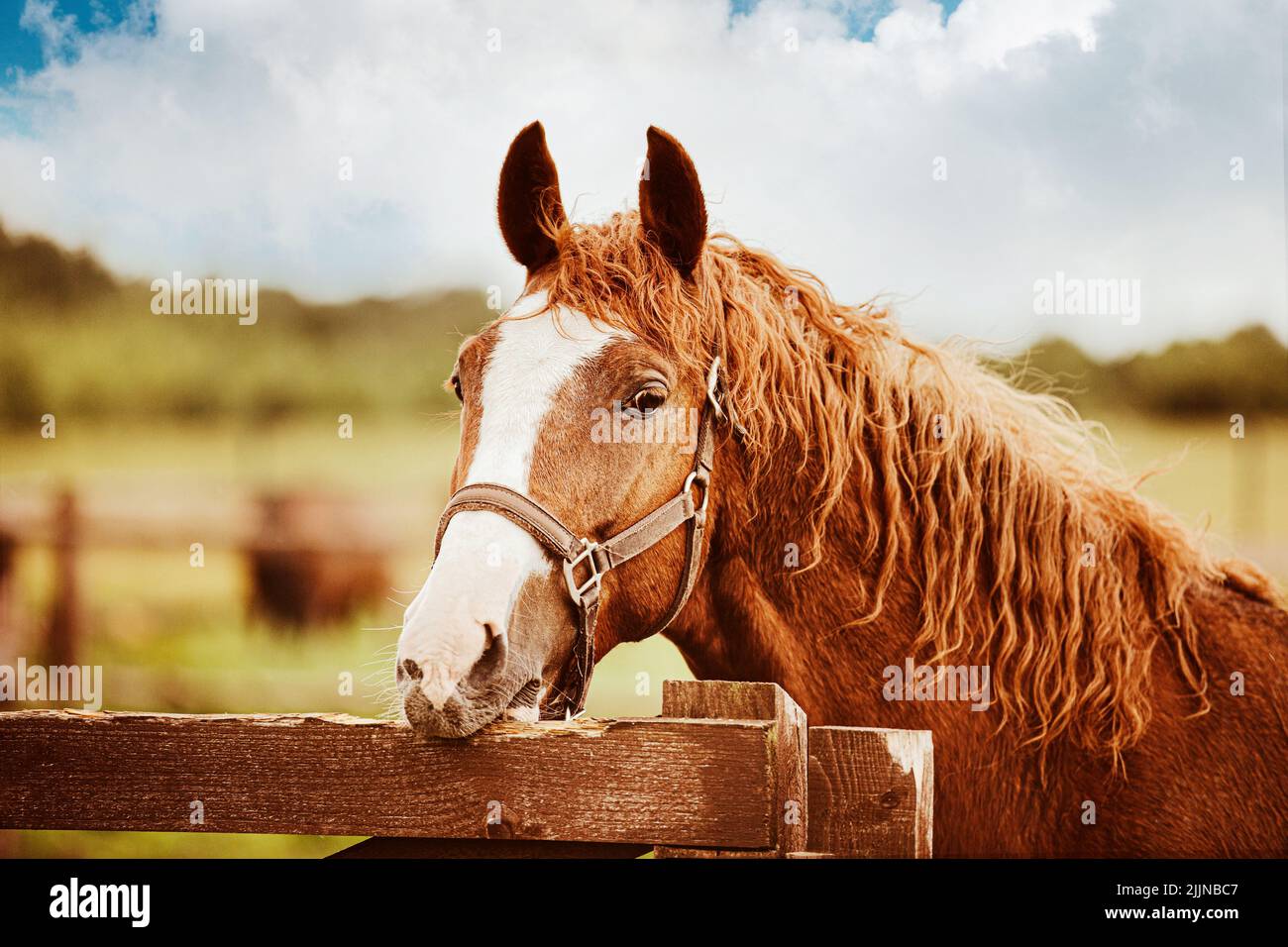 Portrait of a cute sorrel horse with a curly mane that bites the wooden