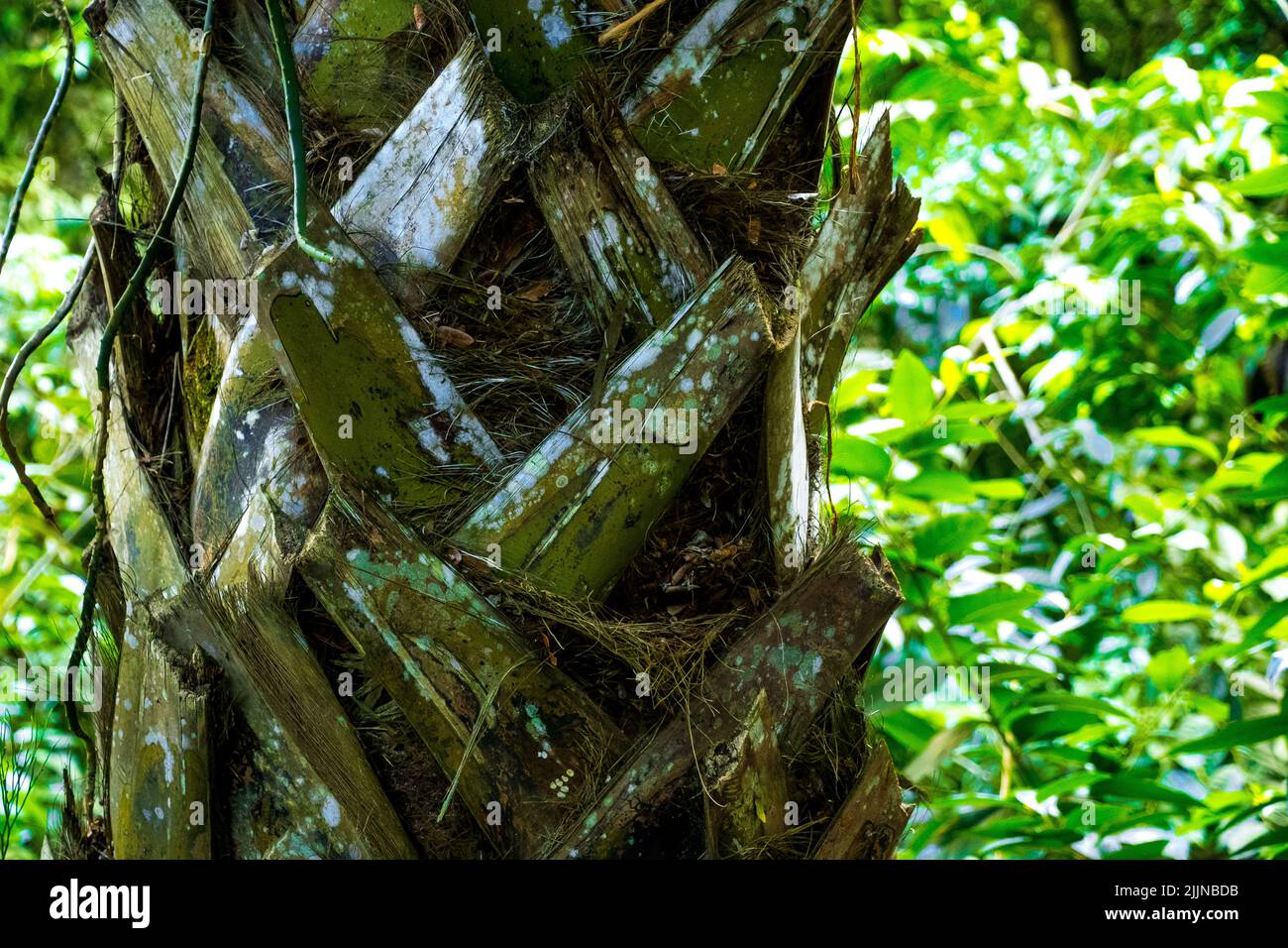 A closeup of a trunk of  palm tree in Waimea Valley, Oahu Hawaii Stock Photo