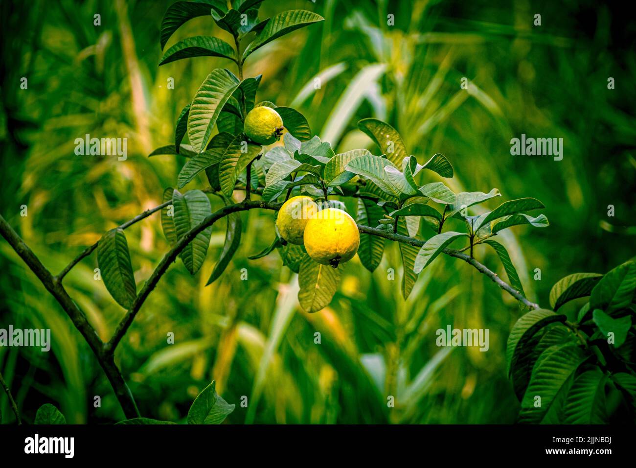 A closeup of a guava tree in Waimea Valley, Oahu, Hawaii Stock Photo