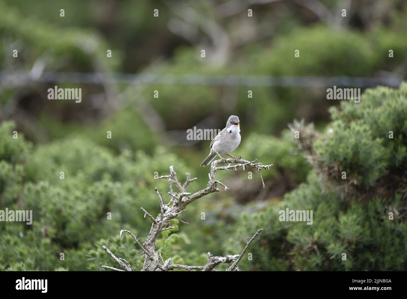 Facing Image of a Whitethroat (Sylvia communis) Singing From a Bare Twig Perch against a Green Foliage Background on the Isle of Man, UK in June Stock Photo