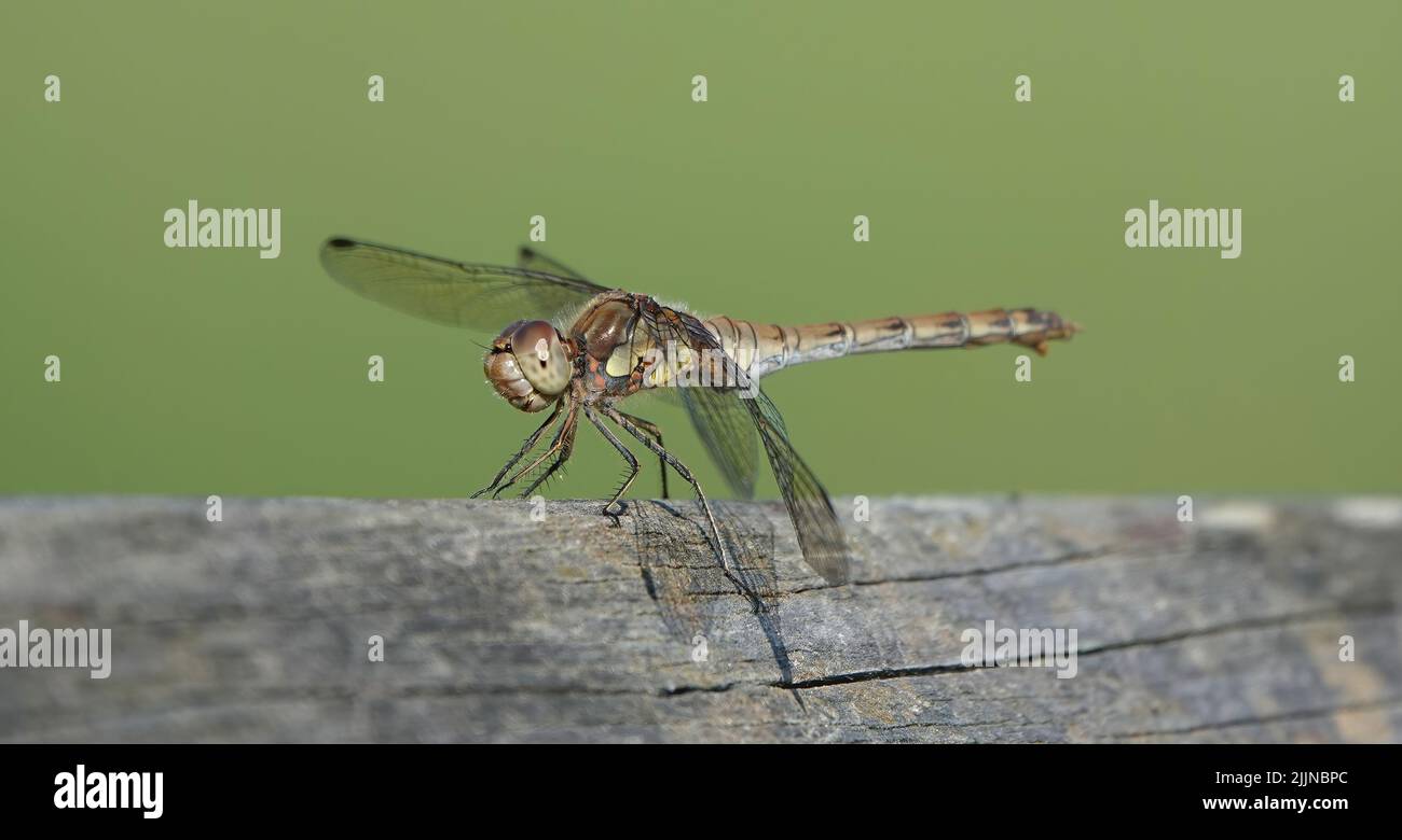 A shallow focus shot of a common darter dragonfly stands on a wooden ...