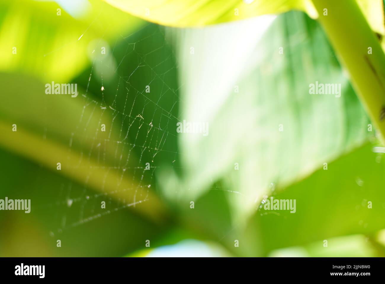 Green blurry background and sunlight. High quality photo Stock Photo