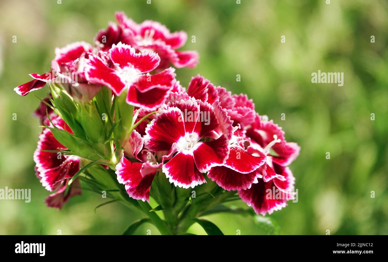 Carnation flowers of different types closeup Stock Photo Alamy