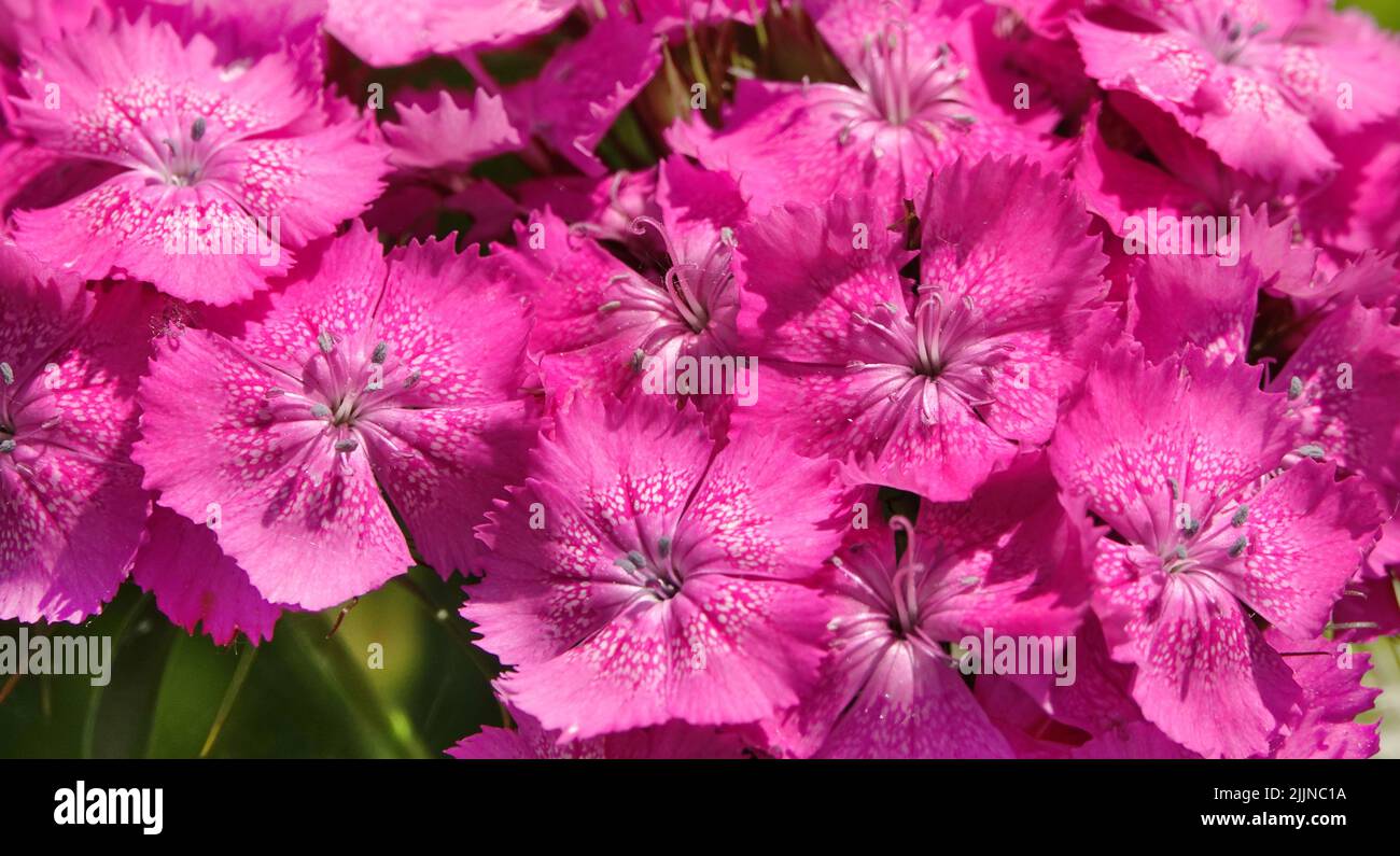 Carnation flowers of different types closeup Stock Photo Alamy