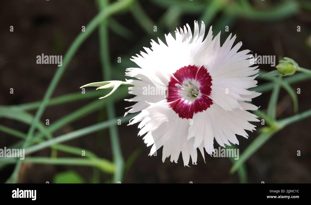 Carnation flowers of different types close-up Stock Photo - Alamy