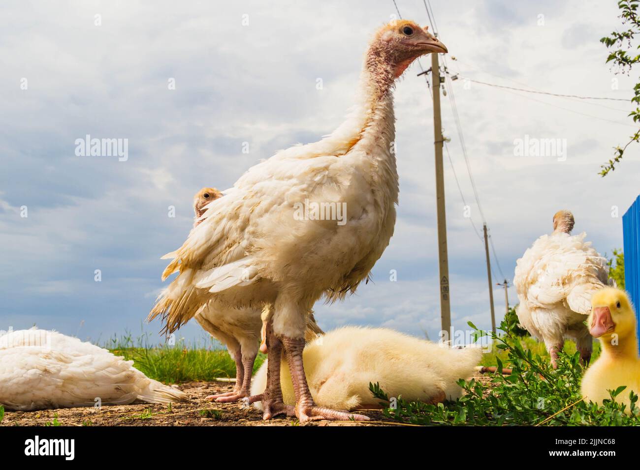 Turkey cubs. Little turkeys. Feeding and caring for birds. Poultry farm